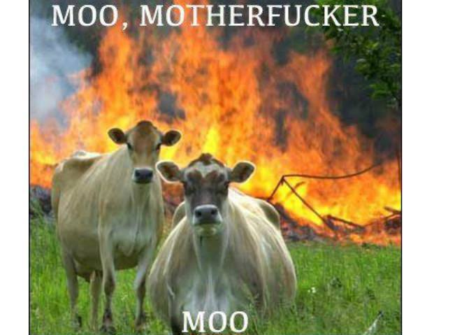 moo